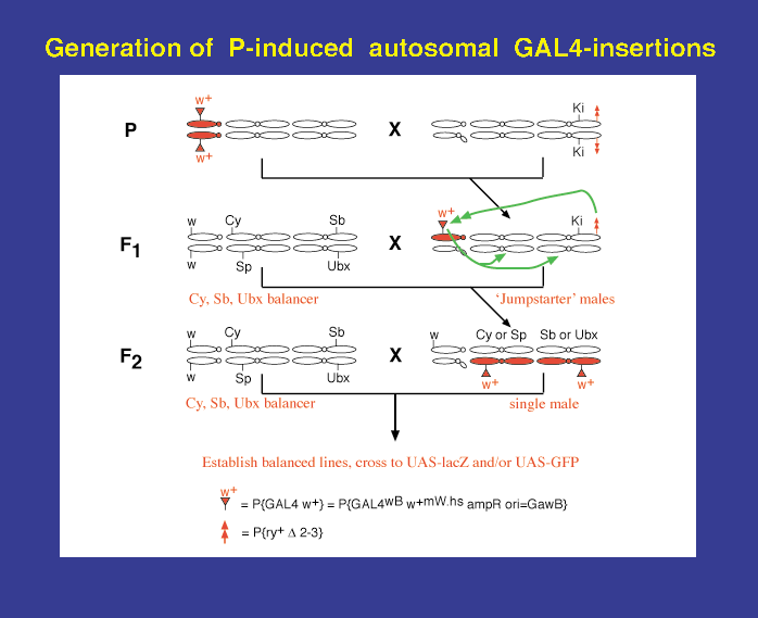 Gal 4